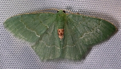 Chlorissa anadema