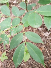 Magnoliopsida