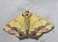 Agathia visenda