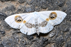 Problepsis eucircota