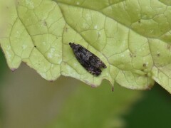 Endothenia ustulana