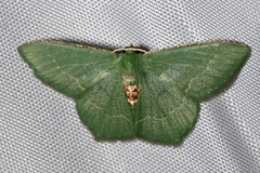 Chlorissa anadema