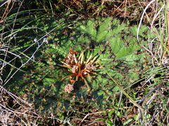 Arctopus echinatus