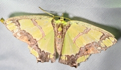 Agathia visenda