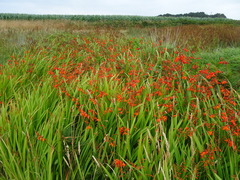 Hesperantha coccinea