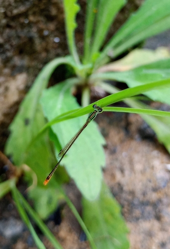 Photo of Wandering Midget (Agriocnemis pygmaea)