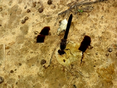 Brachythemis impartita