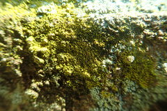 Flavoplaca flavocitrina