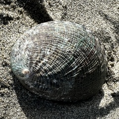 Haliotis virginea