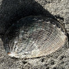 Haliotis virginea