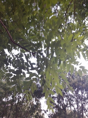 Ailanthus altissima