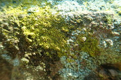 Flavoplaca flavocitrina