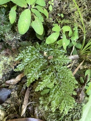 Trichomanes obscurum