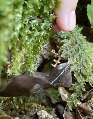 Trichomanes obscurum