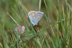 Polyommatus icarus
