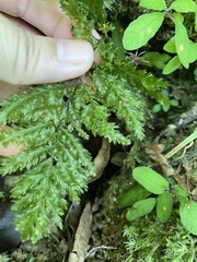 Trichomanes obscurum