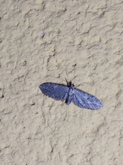 Eupithecia innotata