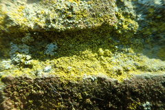 Flavoplaca flavocitrina