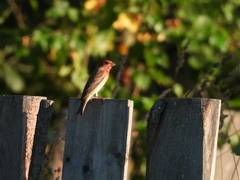 Carpodacus erythrinus