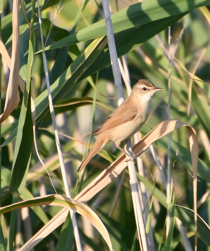 Carricero agrícola (Acrocephalus agricola)