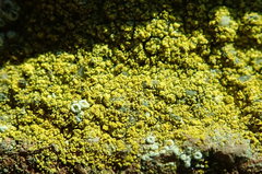 Flavoplaca flavocitrina