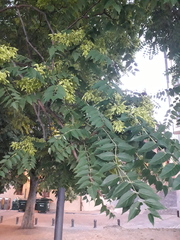 Ailanthus altissima