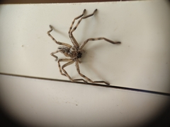 Eusparassus