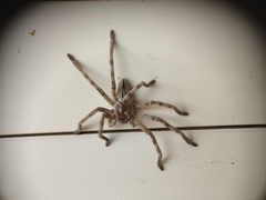 Eusparassus