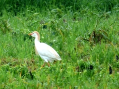 Bubulcus ibis