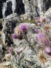 Carduus carlinoides