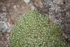 Scleranthus pungens