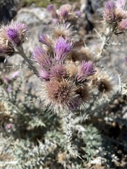 Carduus carlinoides
