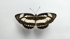 Neptis hylas