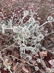 Ptilotus astrolasius