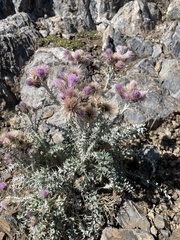 Carduus carlinoides
