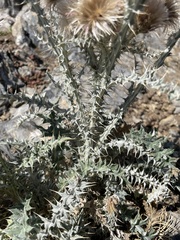 Carduus carlinoides