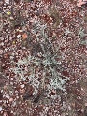 Ptilotus astrolasius