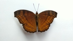 Junonia hedonia