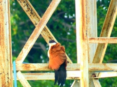 Centropus senegalensis