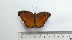 Junonia hedonia