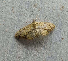 Haritalodes