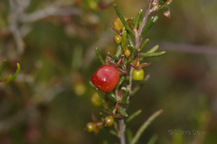 Dodonaea hexandra