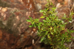 Zieria scopulus