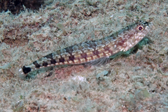 Synodus jaculum