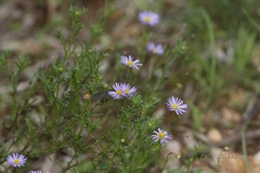 Brachyscome ciliaris ciliaris