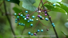 Ampelopsis humulifolia