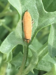 Atriplex tatarica