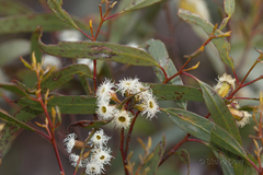 Eucalyptus calycogona