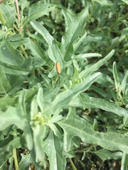 Atriplex tatarica