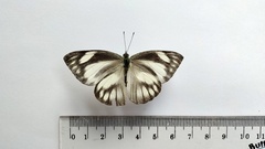 Appias libythea